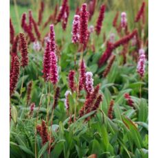 Polygonum affine 'Darjeeling Red' - horčiak 'Darjeeling Red' (syn. Bistorta, Persicaria)