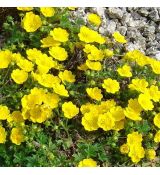 Potentilla crantzii 'Goldrausch' - nátržník 'Goldrausch'