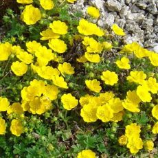 Potentilla crantzii 'Goldrausch' - nátržník 'Goldrausch'