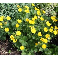 Potentilla megalantha - nátržník veľkokvetý