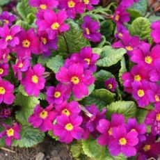 Primula vulgaris 'Wanda' - prvosienka obyčajná 'Wanda'