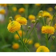 Ranunculus acris 'Flore Pleno' - iskerník prudký 'Flore Pleno'