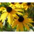 Rudbeckia fulgida 'Goldsturm' - rudbekia žiarivá 'Goldsturm'