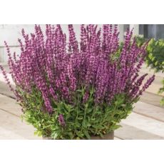 Salvia nemorosa 'Synchro Pink' - šalvia hájna 'Synchro Pink'