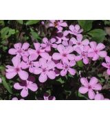 Saponaria ocymoides - mydlica bazalkovitá