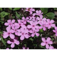 Saponaria ocymoides - mydlica bazalkovitá