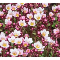 Saxifraga × arendsii 'Pixie Pan Appleblossom' - lomikameň arendsov 'Pixie Pan Appleblossom'