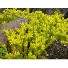 Sedum acre 'Golden Queen' - rozchodník prudký 'Golden Queen'