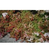 Sedum album 'Coral Carpet' - rozchodník biely 'Coral Carpet'