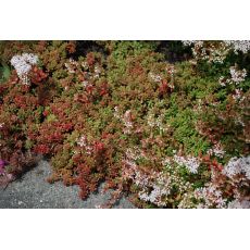 Sedum album 'Coral Carpet' - rozchodník biely 'Coral Carpet'