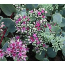 Sedum ewersii - rozchodník