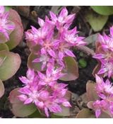 Sedum obtusifolium var. listoniae - rozchodník tupolistý