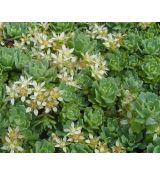 Sedum pachyclados -rozchodník