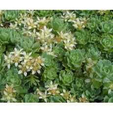 Sedum pachyclados -rozchodník