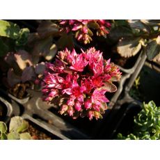 Sedum spurium 'Schorbuser Blut' - rozchodník pochybný 'Schorbuser Blut'