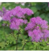 Thalictrum aquilegiifolium 'Purpureum' - žltuška orlíčkolistá 'Purpureum'