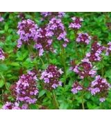 Thymus serpyllum - dúška materina