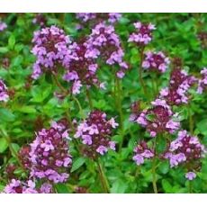 Thymus serpyllum - dúška materina