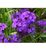 Verbena rigida - železník tuhý