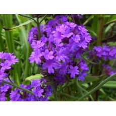 Verbena rigida - železník tuhý