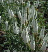 Veronica longifolia 'First Lady' - veronika dlholistá 'First Lady'