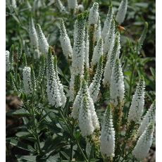 Veronica longifolia 'First Lady' - veronika dlholistá 'First Lady'