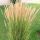 Calamagrostis × acutiflora 'Karl Foester'  - smlz