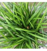Carex morowii 'Irish Green' - ostrica  'Irish Green'