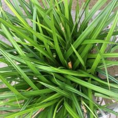 Carex morowii 'Irish Green' - ostrica  'Irish Green'