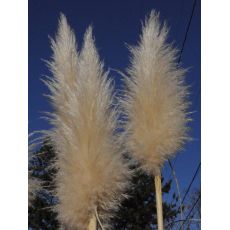 Cortaderia selloana - kortadéria pampová (pampová tráva)