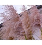 Cortaderia selloana 'Rosea' - kortadéria pampová  'Rosea' (pampová tráva)