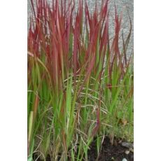 Imperata cylindrica 'Red Baron' - imperáta valcovitá 'Red Baron'