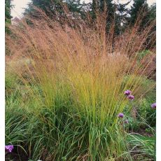 Molinia arundinacea 'Cordoba' - bezkolenec rákosovitý 'Cordoba'