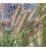 Pennisetum alopecuroides 'Hameln' - perovec psiarkovitý 'Hameln'