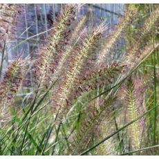 Pennisetum alopecuroides 'Hameln' - perovec psiarkovitý 'Hameln'