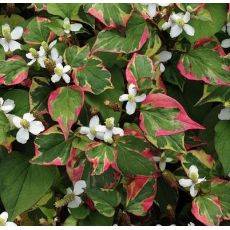 Houttuynia cordata 'Chameleon'