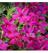 Phlox douglasii 'Ochsenblut' - flox Douglasov 'Ochsenblut'