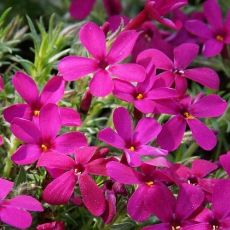 Phlox douglasii 'Ochsenblut' - flox Douglasov 'Ochsenblut'