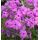 Phlox stolonifera 'Red Ridge' - flox 'Red Ridge'