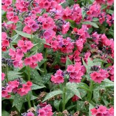 Pulmonaria saccharata 'Shrimps on the Barbie' - pľúcnik cukrovaný 'Shrimps on the Barbie'