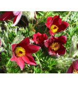 Pulsatilla vulgaris  'Pulsar Red Shades' - poniklec obyčajný 'Pulsar Red Shades'