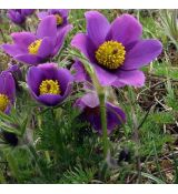 Pulsatilla vulgaris  'Pulsar Violet Shades' - poniklec obyčajný 'Pulsar Violet Shades'