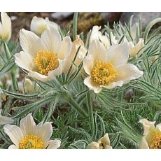 Pulsatilla vulgaris  'Pulsar White' - poniklec obyčajný 'Pulsar White'