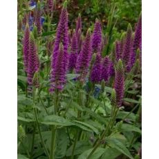 Veronica longifolia 'First Match' - veronika dlholistá 'First Match'