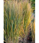 Panicum virgatum 'Northwind' - proso prútnaté 'Northwind'