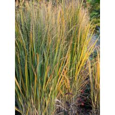 Panicum virgatum 'Northwind' - proso prútnaté 'Northwind'