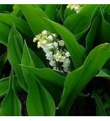 Convallaria majalis - konvalinka voňavá