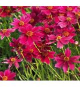 Coreopsis 'Ruby Red' - kráska 'Ruby Red'