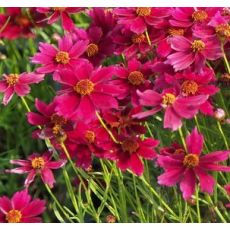 Coreopsis 'Ruby Red' - kráska 'Ruby Red'