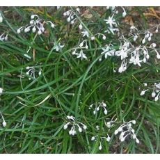 Ophiopogon chingii- bradník (syn. O. umbraticola)